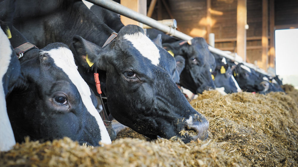 Quelles solutions pour augmenter l’énergie de la ration ?