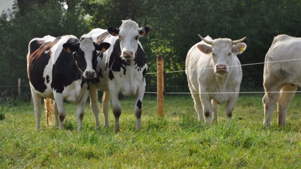 D'après DSM-Firmenich qui le fabrique, un quart de cuillère à café par jour de Bovaer permet en moyenne de réduire de 30 % les émissions de méthane chez les vaches laitières et de 45 % chez les bovins viande.