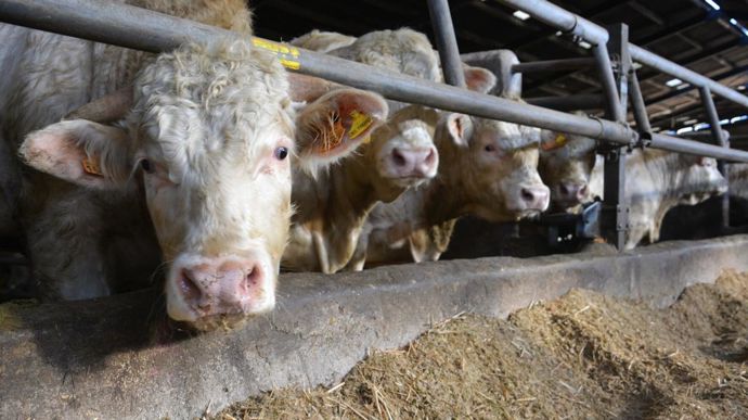 En France, la reprise de la hausse saisonnière des cotations des jeunes bovins se fait attendre.