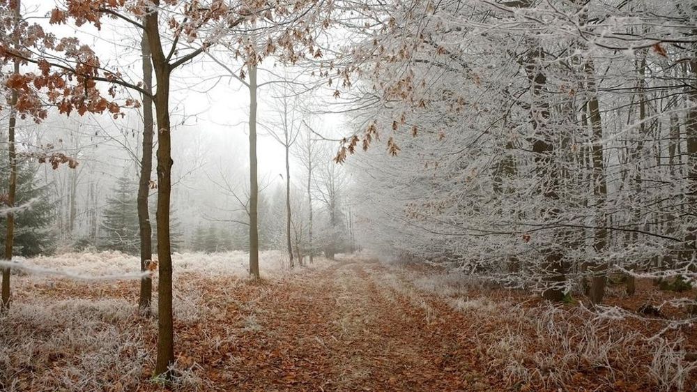 Gel forêt
