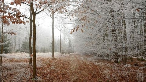 Les trois quarts du pays seront concernés par le gel en cette fin de semaine. Les trois quarts du pays seront concernés par le gel en cette fin de semaine.