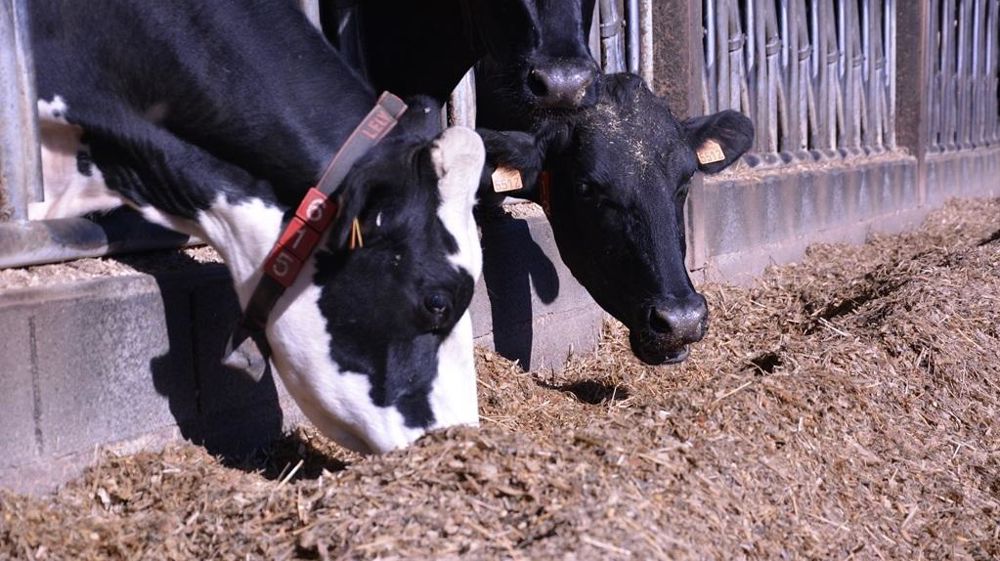 Vaches laitières et auge