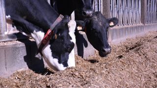 Après une récolte 2022 difficile, la campagne de maïs fourrage 2023 permet de remplir les stocks avec de très bons rendements et une valeur énergétique globalement satisfaisante. Après une récolte 2022 difficile, la campagne de maïs fourrage 2023 permet de remplir les stocks avec de très bons rendements et une valeur énergétique globalement satisfaisante.