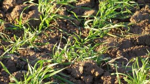 Pour les derniers semis ou les blés qui n'ont pas atteint le stade 3 feuilles, le climat reste propice à l'activité des limaces. Pour les derniers semis ou les blés qui n'ont pas atteint le stade 3 feuilles, le climat reste propice à l'activité des limaces.