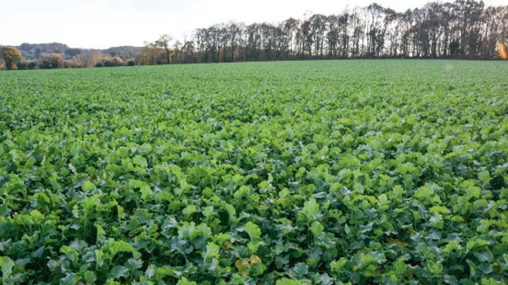Evaluer la biomasse du colza grâce au N-Pilot® afin d’optimiser la fertilisation