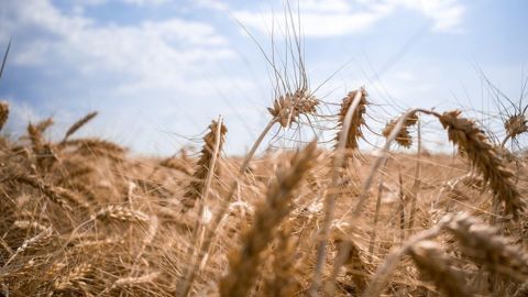 La récolte mondiale de blé devrait atteindre 783,01 Mt en 2023-2024