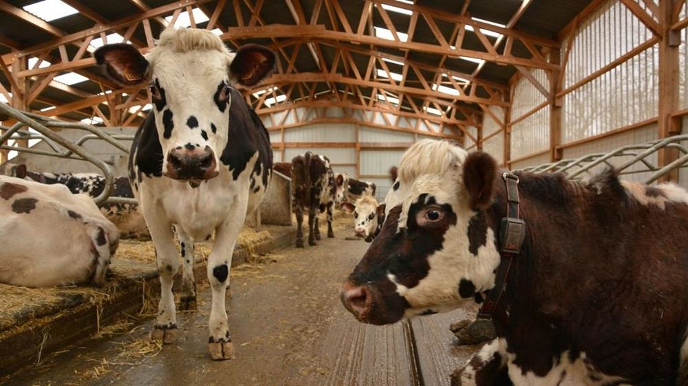 Vaches laitières en bâtiment