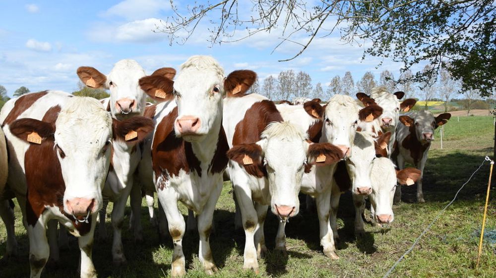 génisses montbéliardes au pré