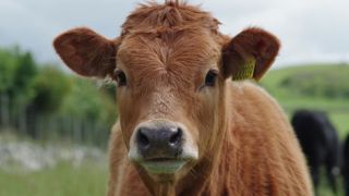 La production animale s'est de nouveau contractée en 2023 en volume, contribuant à une nouvelle hausse de la valeur. La production animale s'est de nouveau contractée en 2023 en volume, contribuant à une nouvelle hausse de la valeur.
