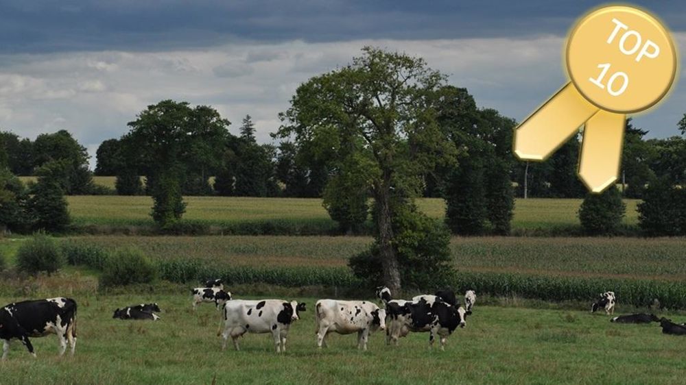 Vaches Holstein en pâture