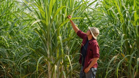 Avec seulement 1,2 % de sa SAU consacré à la culture de la canne, le Brésil fournit 40 % du marché mondial du sucre.