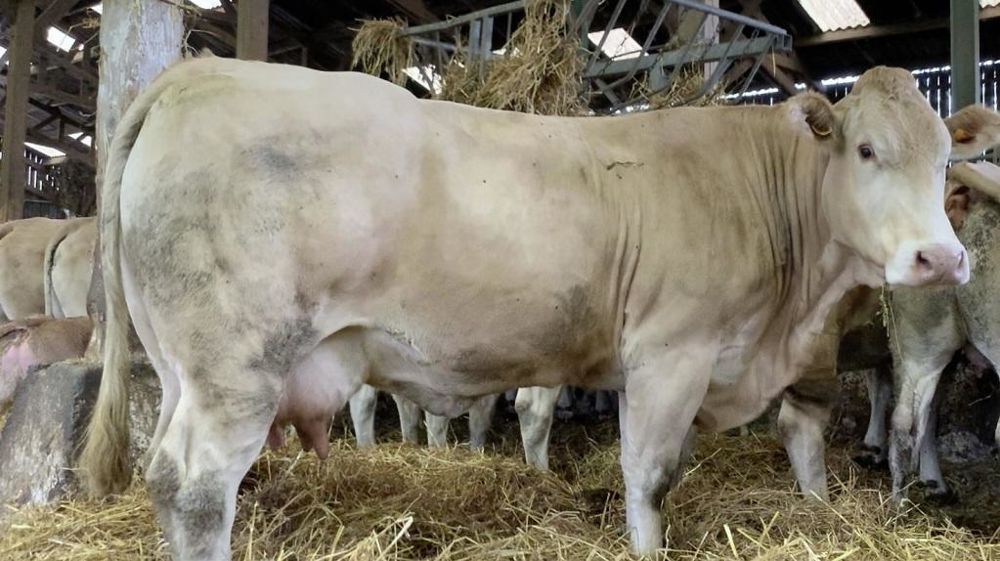Vache Blonde d Aquitaine Vache Blonde d Aquitaine