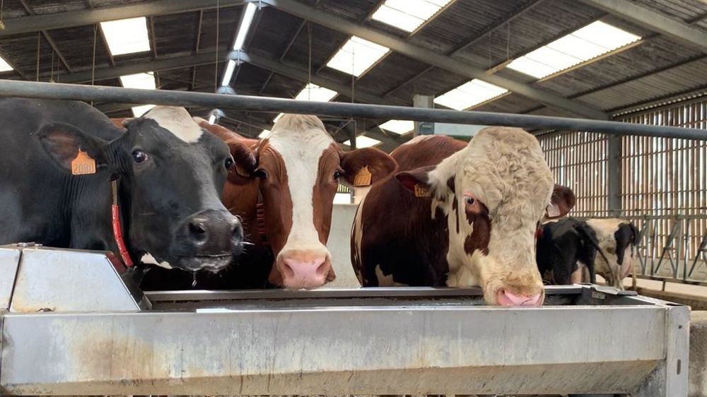 Vaches à l'abreuvoir