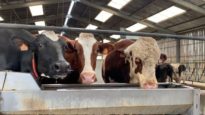 L'eau très froide va conduire à une diminution brutale de la température ruminale.