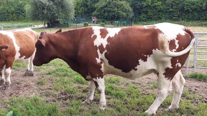 Les 10 principaux ancêtres sont à l'origine près de 33 % de la diversité génétique de la race.