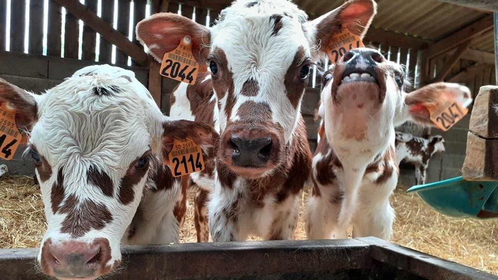 Veaux laitiers