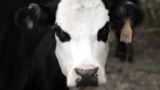Les producteurs qui livrent à Lactalis font part de leur colère après l'absence d'accord avec le groupe Les producteurs qui livrent à Lactalis font part de leur colère après l'absence d'accord avec le groupe