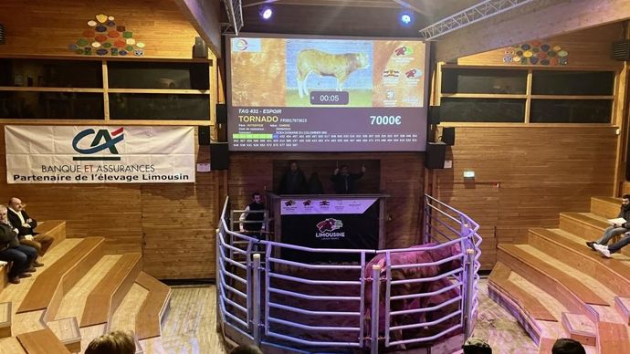 Tornada Espoir, né à la Scea Domaine du Colombier (89) a été acheté par Jean Rachmann (23) pour 7 000 €.