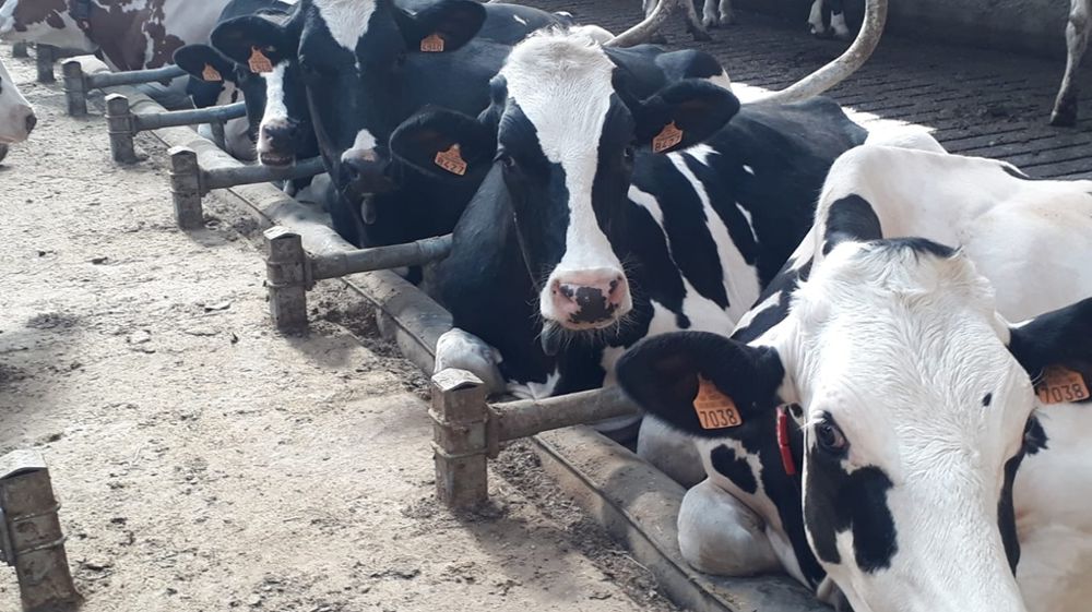 Passer du temps allongé favorise la production laitière