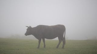 Les installations sur des grosses structures permettent de sécuriser davantage de vaches que les installations en double actifs, qui tendent toutefois à se développer. Les installations sur des grosses structures permettent de sécuriser davantage de vaches que les installations en double actifs, qui tendent toutefois à se développer.