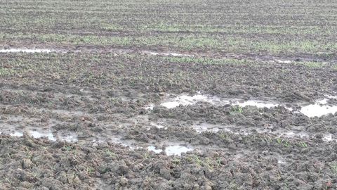 Arvalis nous rappelle quelques règles sur la fertilisation des céréales dans le cas d'excès d'eau en automne/hiver.