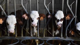 Les succions croisées peuvent s'expliquer par la faim. Dans ce cas, il est conseillé d'augmenter les quantités de lait distribuées.
