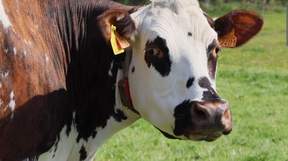Vache normande au pré