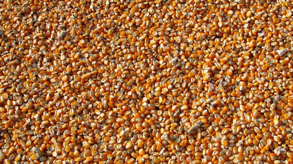 Le ministère américain de l'Agriculture révise à la baisse la production mondiale de maïs.