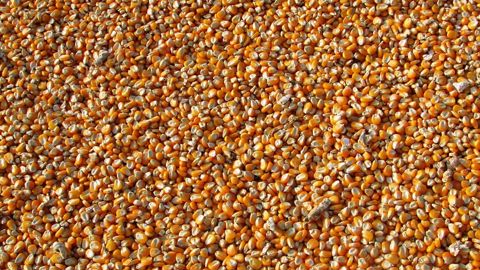 Le ministère américain de l'Agriculture révise à la baisse la production mondiale de maïs. Le ministère américain de l'Agriculture révise à la baisse la production mondiale de maïs.