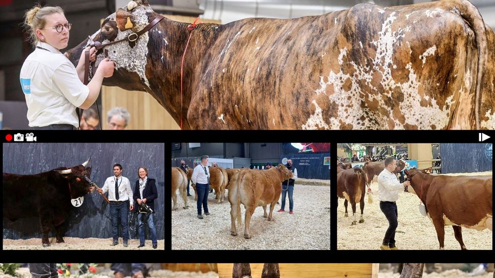 Suivez les concours bovins du Sia sur Web-agri.