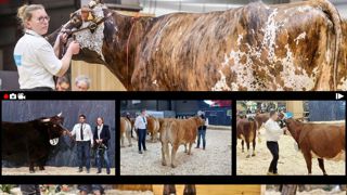 Suivez les concours bovins du Sia sur Web-agri. Suivez les concours bovins du Sia sur Web-agri.