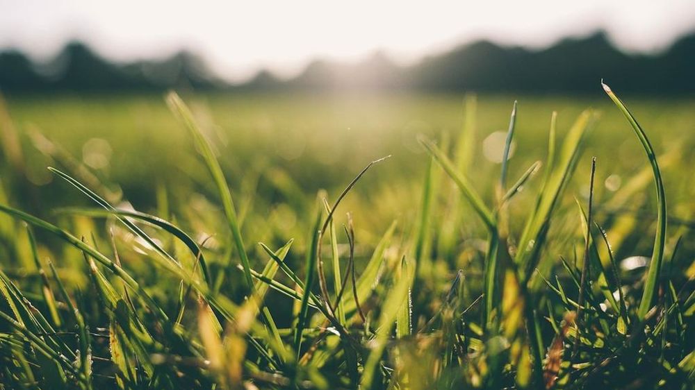 Herbe
