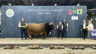 Narquois, le champion de la race Aubrac Narquois, le champion de la race Aubrac
