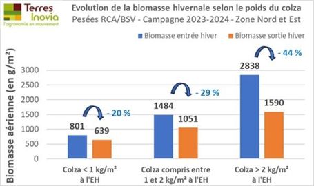 Evolution de la biomasse hivernale selon le poids du colza Evolution de la biomasse hivernale selon le poids du colza