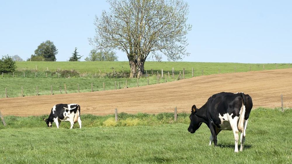 Vaches au pré