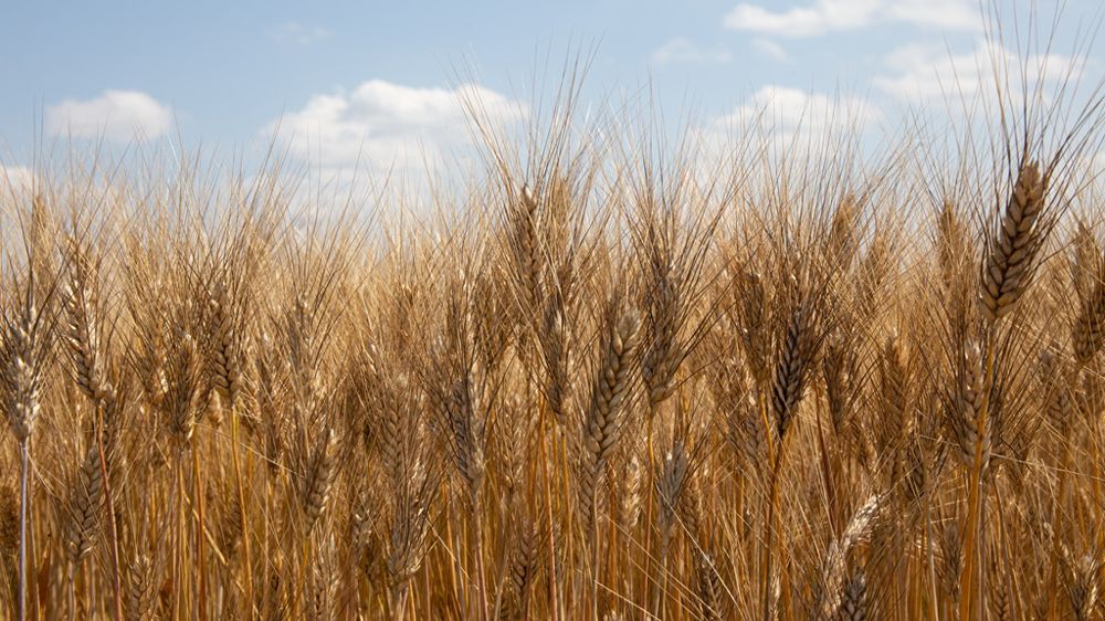 La filière blé dur a signé au Salon de l'agriculture un plan de souveraineté et de développement.
