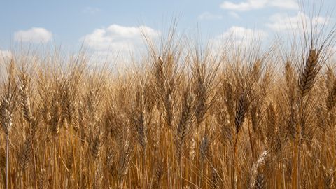 La filière blé dur a signé au Salon de l'agriculture un plan de souveraineté et de développement. La filière blé dur a signé au Salon de l'agriculture un plan de souveraineté et de développement.