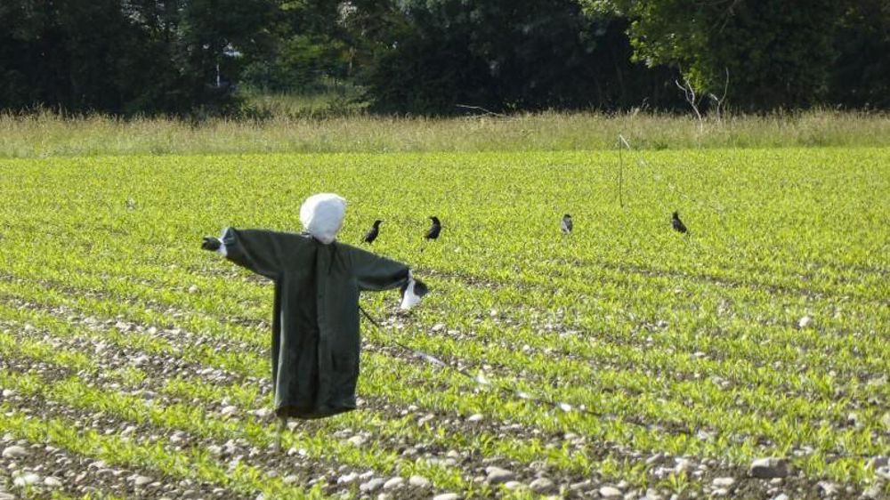 Corvidés et épouvantail dans un champ. Corvidés et épouvantail dans un champ.