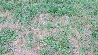 Modifier ses pratiques culturales peut suffire à améliorer le rendement d'une prairie un peu abîmée. Modifier ses pratiques culturales peut suffire à améliorer le rendement d'une prairie un peu abîmée.