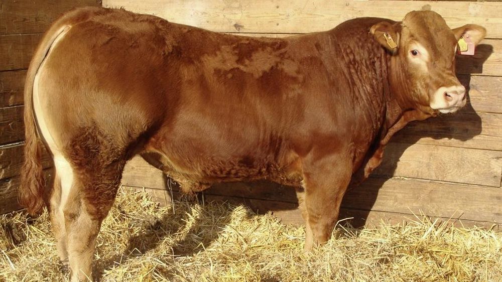 Jeune reproducteur Limousin Jeune reproducteur Limousin