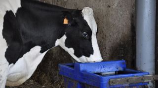 Vos vaches boivent-elles suffisamment ? Vos vaches boivent-elles suffisamment ?