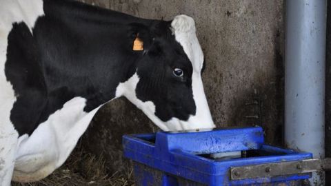 Vos vaches boivent-elles suffisamment ? Vos vaches boivent-elles suffisamment ?