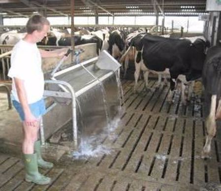 abreuvement vache