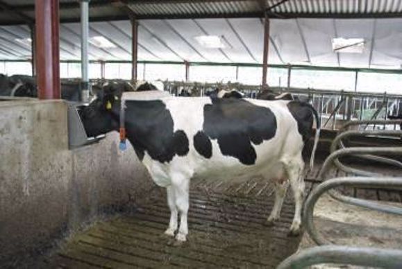 abreuvoir vache