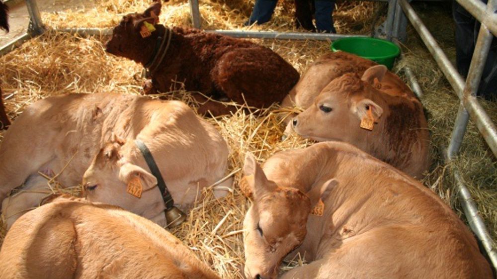 Nouveau recul des exportations de bovins vifs et déficit accru de viandes