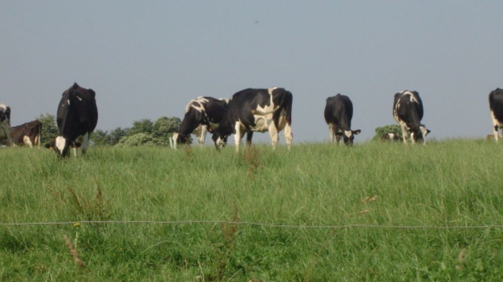 Coordination rurale : « La crise en Bretagne annonce la mort du modèle breton »