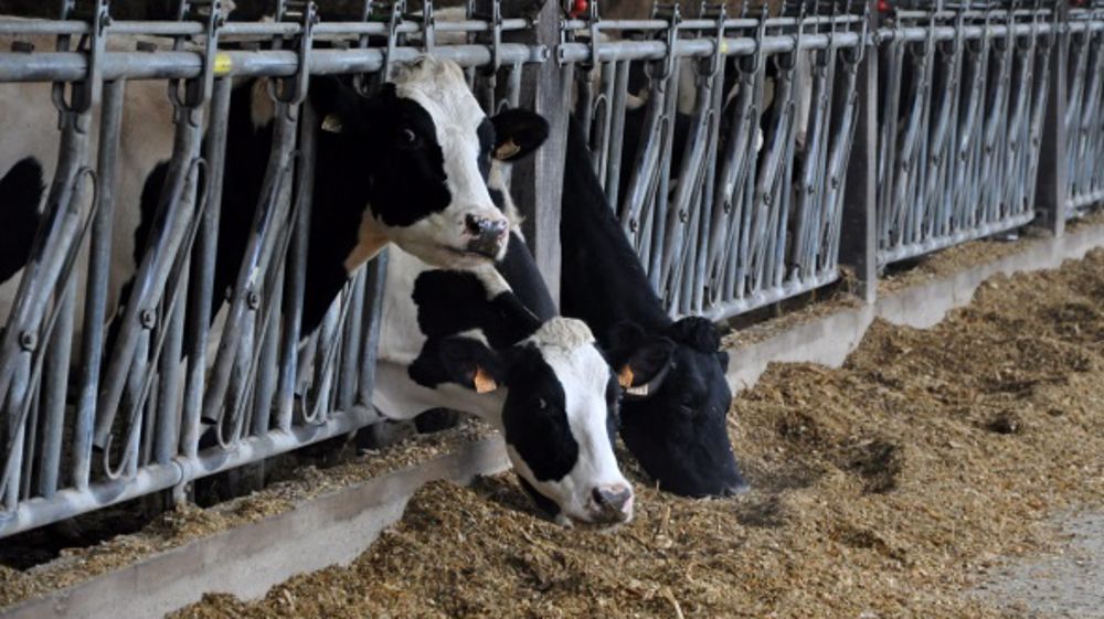 Attention à la digestibilité du nouvel ensilage durant les premières semaines