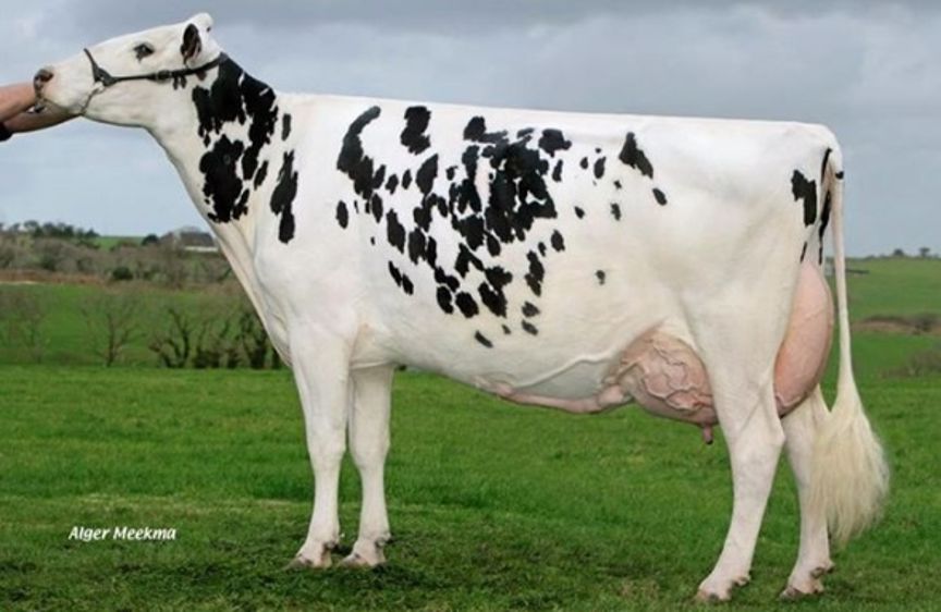 La vache de l’année est une fille de Shottle née dans le Finistère et s’appelle… La vache de l’année est une fille de Shottle née dans le Finistère et s’appelle…