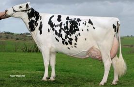La vache de l’année est une fille de Shottle née dans le Finistère et s’appelle… La vache de l’année est une fille de Shottle née dans le Finistère et s’appelle…
