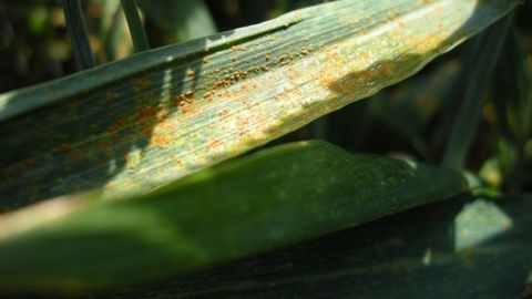 L'epoxiconazole contre septorioses et rouilles